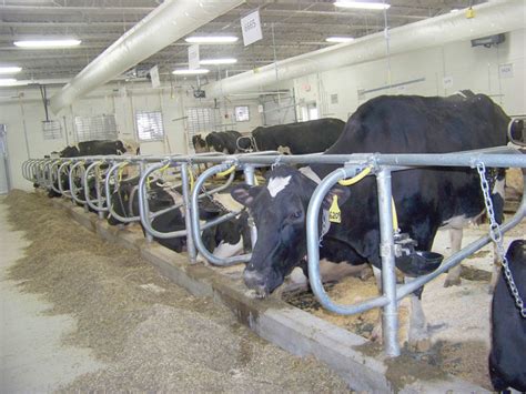 Dairy Cattle Center Renovation Focuses On Cow Comfort Education Research Needs