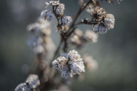 Free Images Tree Nature Branch Blossom Winter Leaf Flower