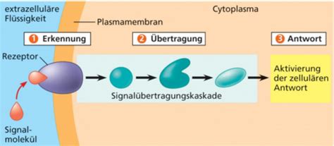 Mitochondrien Und Zelluläre Kommunikation Wie Sie Signale In Der Zelle