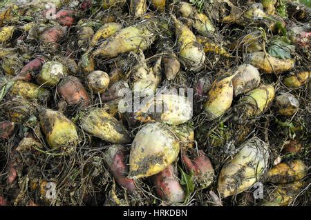 Mangelwurzel Mangold Wurzel Mangold Mangel Beet Field Beet Fodder