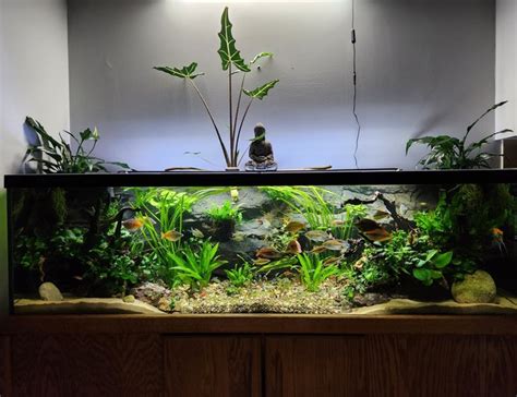 How Big Is A 125 Gallon Fish Tank? | AquAnswers