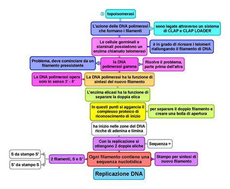 Replicazione Dna Mappa Concettuale Su Biologia Cellulare