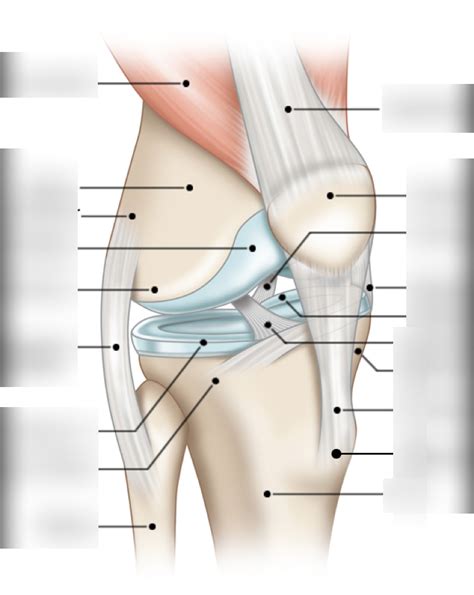 Knee Joint Diagram | Quizlet