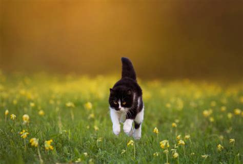 310+ Cat Jumping High Stock Photos, Pictures & Royalty-Free Images - iStock