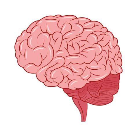 Diseño cerebral icono del órgano Ilustración plana gráfico vectorial