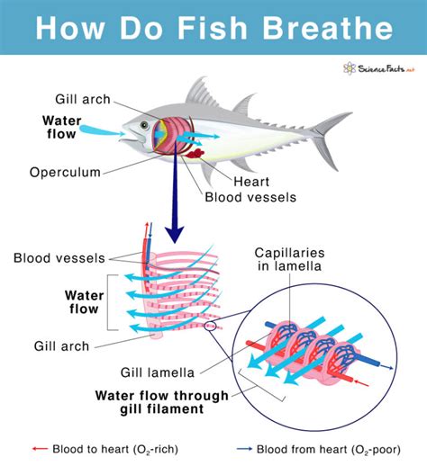 Life Science Page 19 Of 29 Science Facts