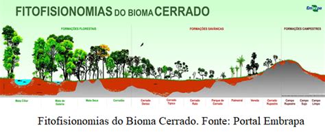O Que É Fisionomias - Saiba como Diferenciar as Fitofisionomias do Cerrado