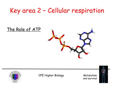 Key Area 2 Cellular Respiration