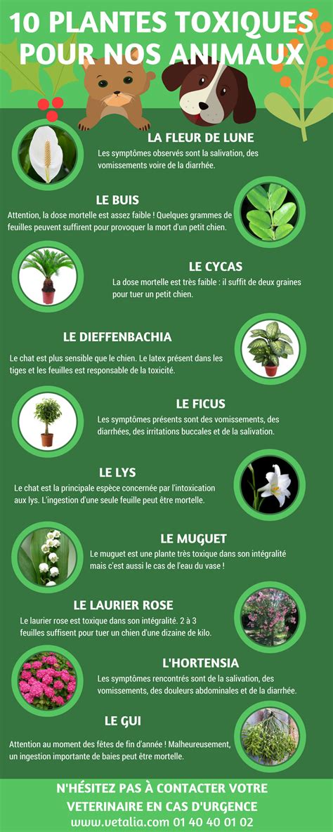 Plantes Toxiques Pour Nos Chiens Et Chats Comment Prévenir Les Dangers