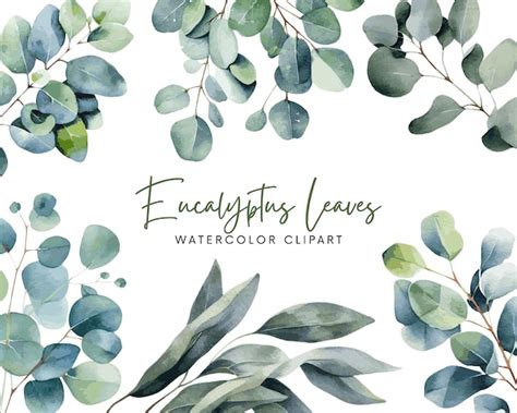 Premium Vector | Watercolor eucalyptus leaves