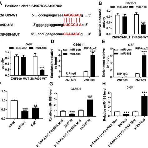 Circ Znf Sponged Mir A The Binding Position Of Mir In