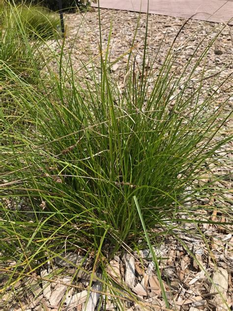 Carex Socialis Social Sedge Thepollennation