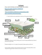 Leaf Structure Worksheet 2020-21 .pdf - SBI3U Leaf Structure Please watch the following video ...