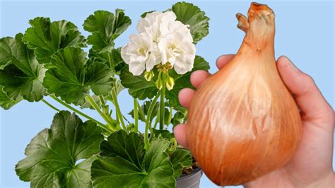 Зацвел моментально! 1 обычный лук и вся комната превратилась в цветущий ...