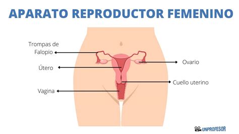 Diagrama De órganos Del Cuerpo Humano Femenino