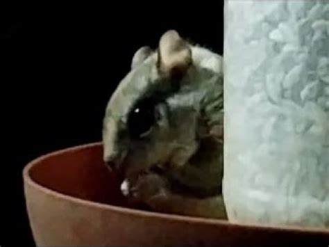 Flying Squirrels Glaucomys Sabrinus YouTube