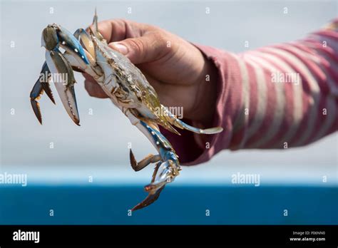 Fisherman Holding Crab Hi Res Stock Photography And Images Alamy