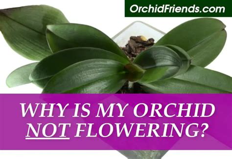 Why My Orchid Is Not Flowering Orchid Friends