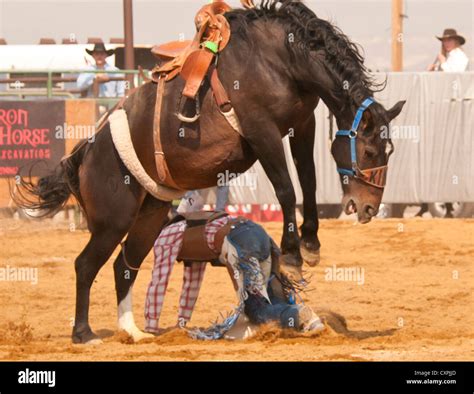 Cowboy Saddle Bronc Riding During The Rodeo Event Bruneau Idaho Usa