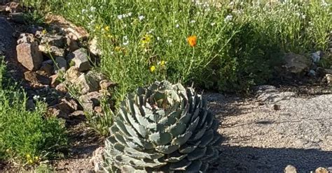 Thick Waxy Leaves SUCCULENTdotCARE