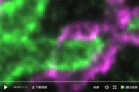 活细胞双色动态超高分辨率成像之sted标记方法生物器材网