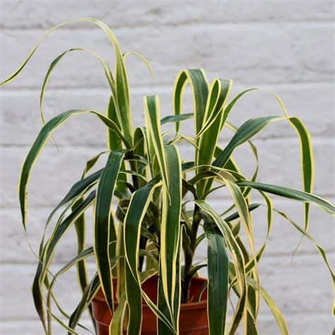 Dracaena Veriegated Thin Leaves Plant Nestreeo