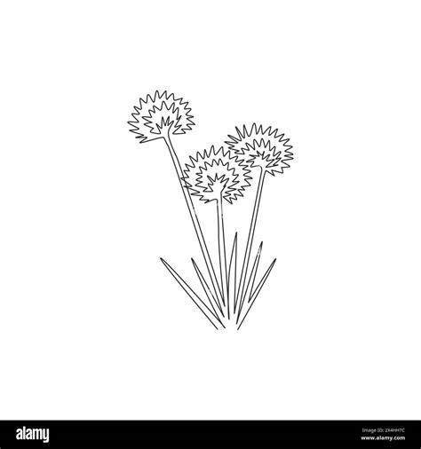 One Continuous Line Drawing Beauty Fresh Allium Tuberosum For Home Wall