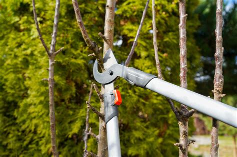 Jungen Apfelbaum Schneiden Wann Wie Macht Man Das