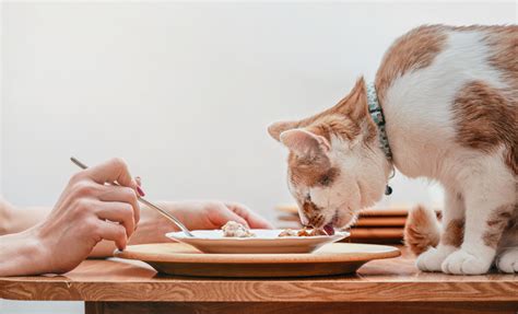 Attention Si Vous Donnez Ces Aliments Votre Chat Vous Pourriez Le Tuer