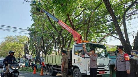 Berpotensi Ganggu Arus Lalu Lintas Puluhan Pohon Di Jalan Raya Manyar