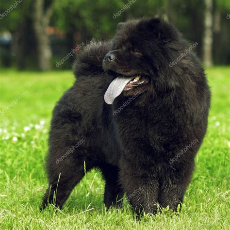 Chow Chow Preto Adulto - Fluffy dog breeds Chow Chow black walks in the summer. — Stock Photo ...