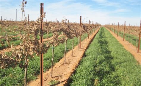 Grower Guides Virtual Viticulture Academy