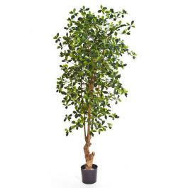 Acheter Des Ficus Retusa Artificiel MARCIO Tronc Naturel Vert Blanc