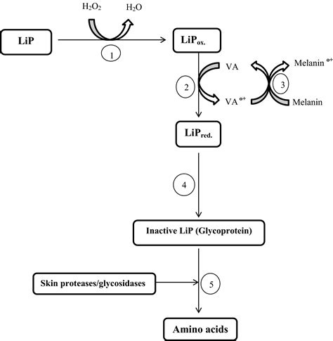 Lignin Peroxidase Functionalities And Prospective Applications Falade