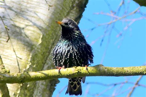 Star Sturnus Vulgaris Star Sturnus Vulgaris C Ma Flickr