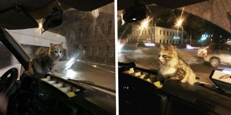 Un Passager En Peluche S Est Approch Du Chauffeur D Un Des Minibus