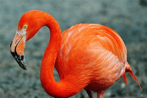 Royalty-Free photo: Close-up photo of red Flamingo | PickPik