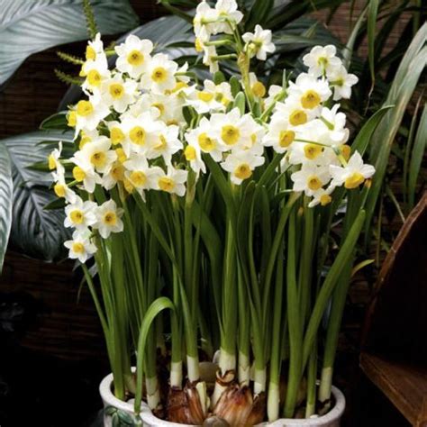 Paperwhites Indoors (Narcissus papyraceus) - MyGardenLife