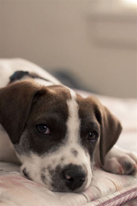 Saint Bernard Lab Mix Full Grown