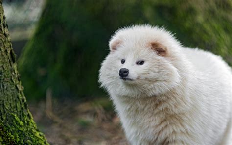 Tapety zvěř hloubka pole Volně žijících živočichů polární liška