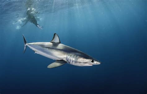 Discover the Largest Mako Shark Ever Recorded - AZ Animals