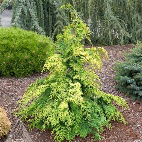 Chamaecyparis obtusa 'Crippsii' from NVK Nurseries