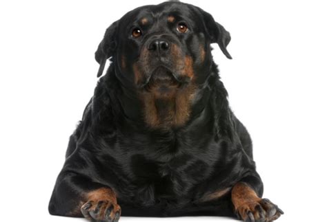 Overweight Dog Diet – Canine Craving