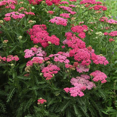 New Vintage™ Rose Yarrow Achillea Millefolium Proven Winners