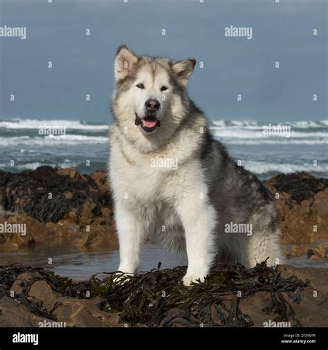 Alaskan Malamute Dog Stock Photo Alamy