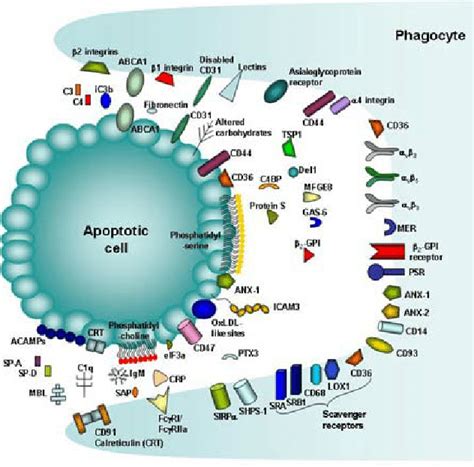 The Myriad Of Molecules Involved In The Regulation Of Phagocytosis Of