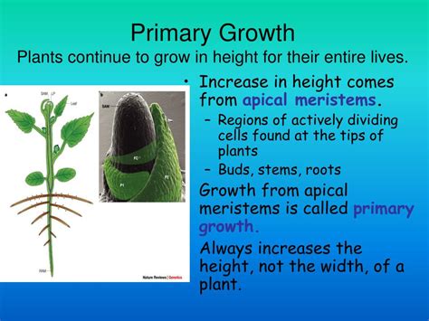 Ppt Plant Growth Powerpoint Presentation Free Download Id 3096084