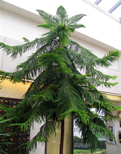 Norfolk Island Pine Houseplant