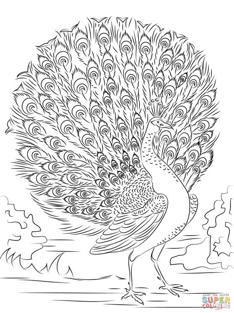 Peacock Coloring Pages Advanced Peacock Coloring Page Free Printable Coloring Pages