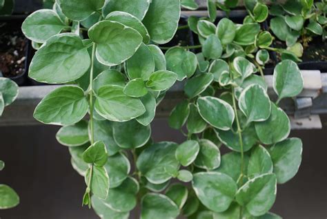 Common Green and White Vinca Vine | Fogler's Greenhouse | Rochester